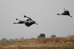 Endangered birds can be seen at eastern Cape reserve