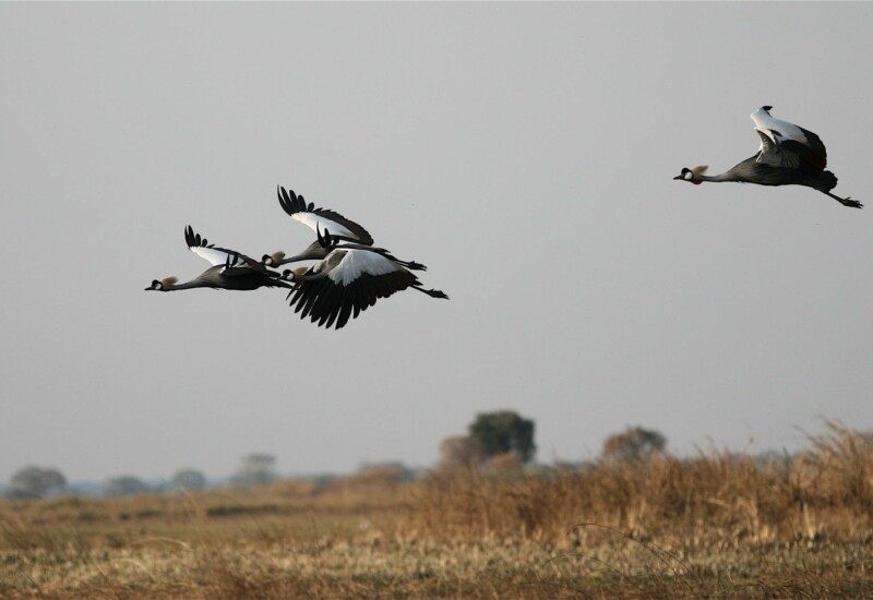 Endangered birds can be seen at eastern Cape reserve