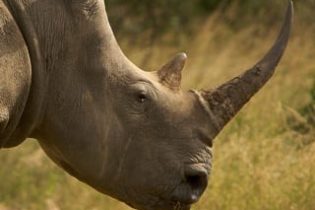 Rhino Horn