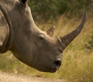 Rhino Horn