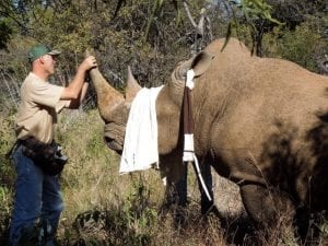 Askari Lodge dehorning a rhino as an anti-poaching measurement.