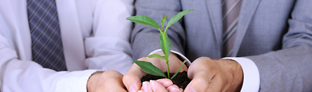 Hands carefully holding a green plant