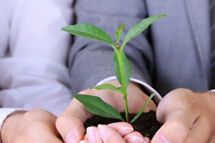 Hands carefully holding a green plant