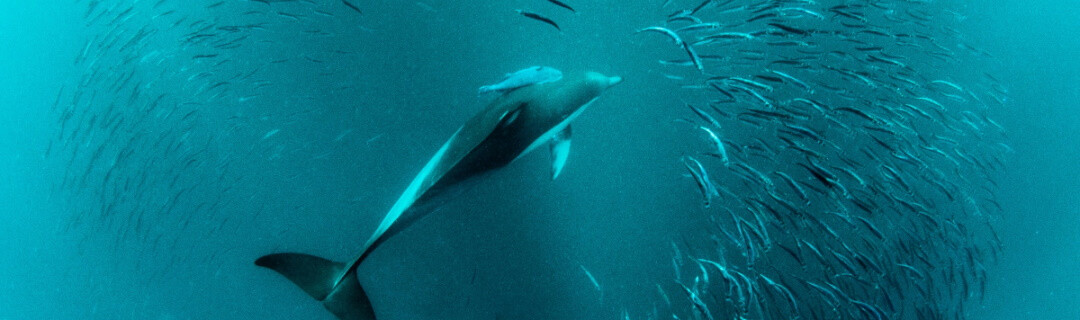 Short Beaked Dolphin, Durban, KwaZulu-Natal