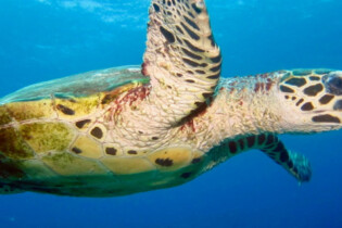 A turtle swimming in the deep blue sea