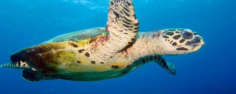 A turtle swimming in the deep blue sea